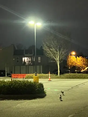 Stillness reigns under the streetlamp's nocturnal gaze.